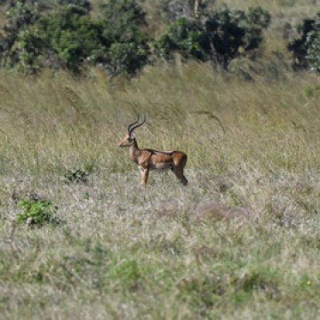 2 nights Mikumi Wildlife Camp