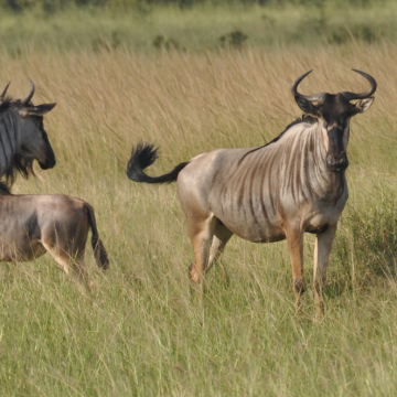 Mikumi NP & Selous Game Reserve