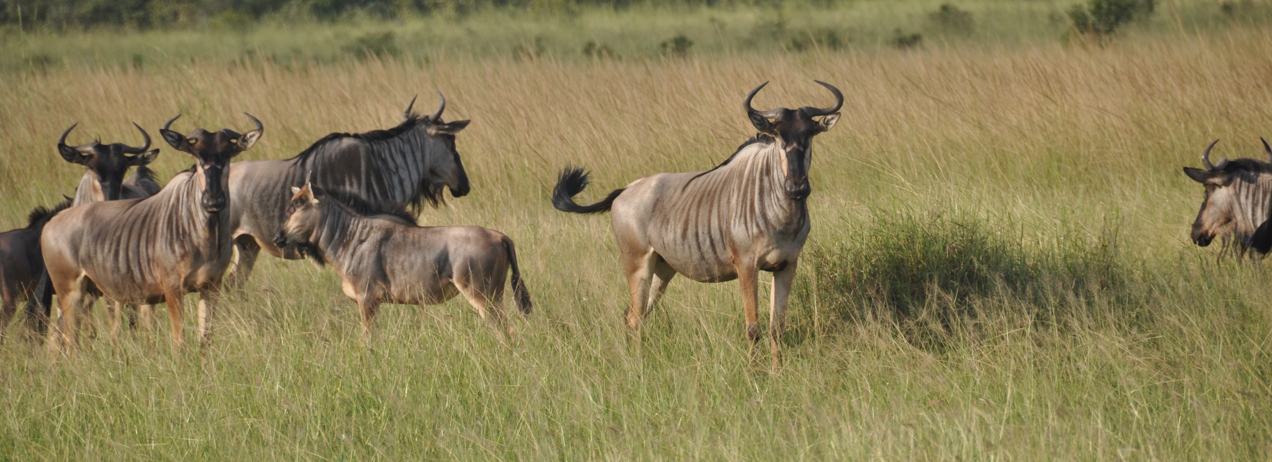 Mikumi NP & Selous Game Reserve 1